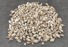 Nassa Persian Mud Seashells approx. half cup +/- 90 shells 0.625+ inches