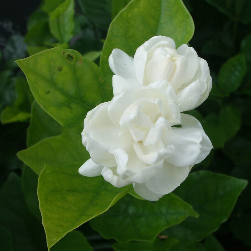 20Pcs JASMINE SEEDS Garden Vine Plant Flower rare exotic FREE
