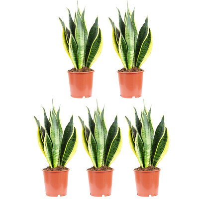 5er-Set Bogenhanf - Sansevieria trifasciata Laurentii - Hhe ca. 45 cm,  Topf- 1 | eBay.de