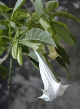 Brugmansia suaveolens arborea  Angel Trumpet  10 Seeds