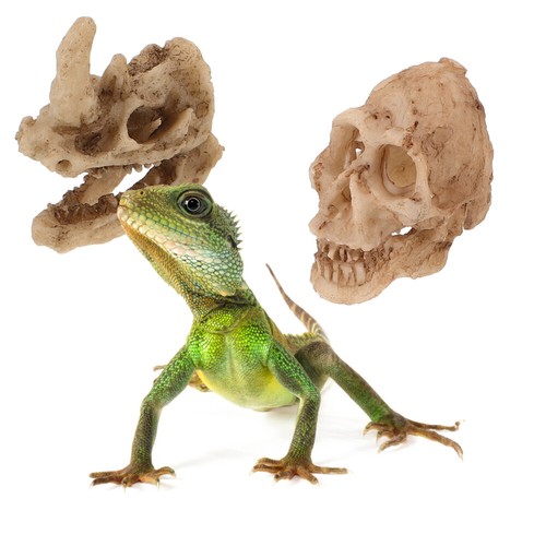 4 Pcs Ornements De Crâne Peaux Reptiles Grottes Habitat officiel Grenouille