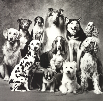 HOWARD BERNMAN Family of Dog 23