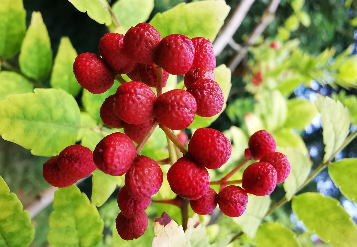 spicygem x 鶴仙園 plants stool Buy Potted ZZ Plant Indoor Plant | Bloomscape