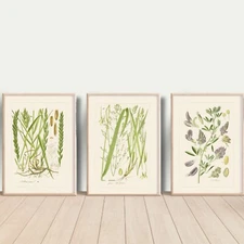 Set of 3 Antique Repro Plants ART PRINTS Picture Home Gallery Wall - A4