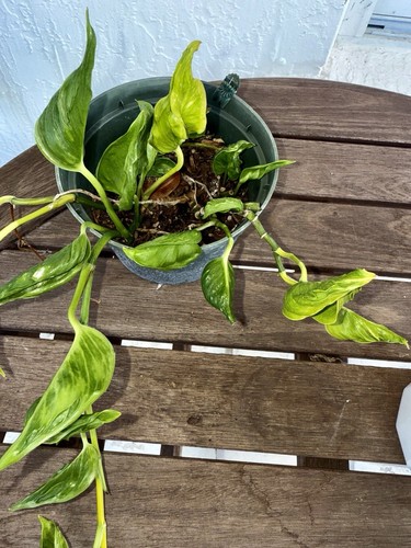 Pothos Epipremnum aureum 'Shangri Ooh La La'