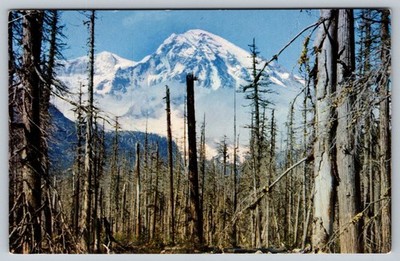 Vintage Mt. Rainier Postcard Natural Color C.P. Johnston Seattle