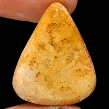 Natural Fossil Coral Pear Shape Cabochon Loose Gemstone 18.5 Ct 25X20X4mm A20835