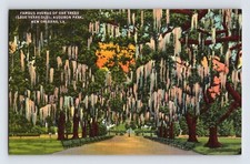 Postcard Louisiana New Orleans LA Audubon Park Oak Trees 1940s Unposted Linen