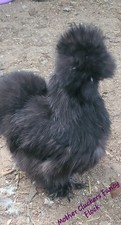 12 Bearded and Crested Silkie  Satin hatching eggs