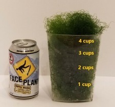 4 cups of Macro Algae Chaetomorpha Chaeto for Marine Aquarium Refugium Large Bag