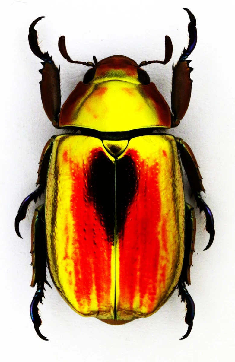 Cerambycidae Beetle for sale | eBay