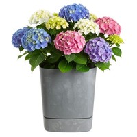 Howhomely Blumentopf Pflanzentopf BlumenküBel Betonmuster Grau 34X34 Cm Deko