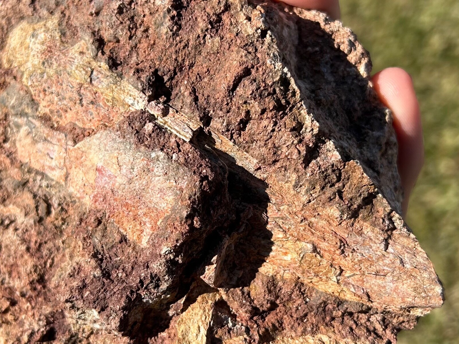 Rare Permian Amphibian Jaw Fossil with Skull Bones in Matrix Waurika