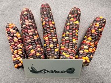 Paiute mais da zucchero mais colorato vecchia varietà dagli USA