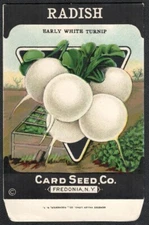Vintage Seed Packet Lettuce Empty Fredonia New York NY 1920's Vegetable Turnip