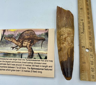 Huge Spinosaurus 1/2” Tooth Dinosaur Fossil before T Rex Cretaceous AC17 
