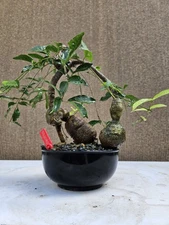 Old Cross-vine Bonsai Tree ,,, sale 