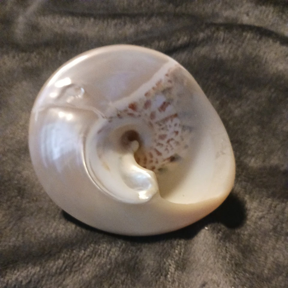 "Trochus Niloticus madreperla concha blanca playa decoración costera de colección 3""x3""" Foto 3 de 4