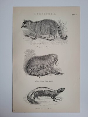 Antique Print 1870 Carnivora Engraving Racoon Coati Mondi & Skunk Animals Art