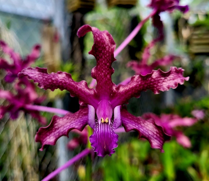 Laelia Ratina