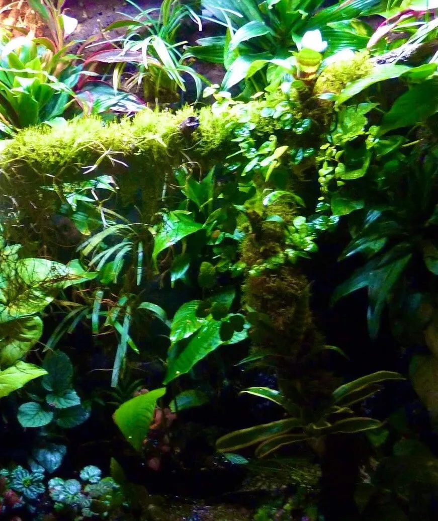 Terrestrial Moss for Terrarium / Vivarium / Paludarium