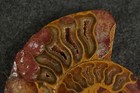 Petrified Fossil Ammonite, 3" [Y8-W6-A9] — photo 3