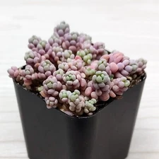 Succulent Live Plant - Sedum Dasyphyllum : Corsican Stonecrop - In 2" Pot