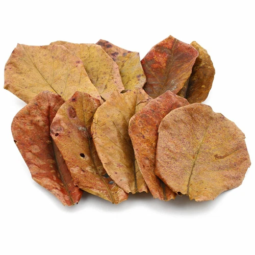 5x Mixed Sundried Indian Almond Leaves Catappa 15-20cm Shrimp, Betta, Discus UK