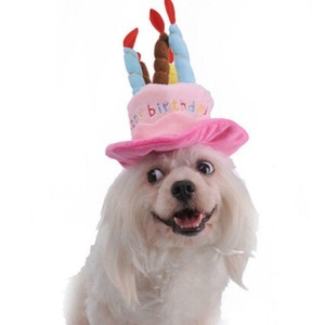 Détails Sur Joyeux Anniversaire Pet Chien Chat Chiot Chaton Chapeau Coiffure Coiffure Cadeau 6 L Afficher Le Titre Dorigine