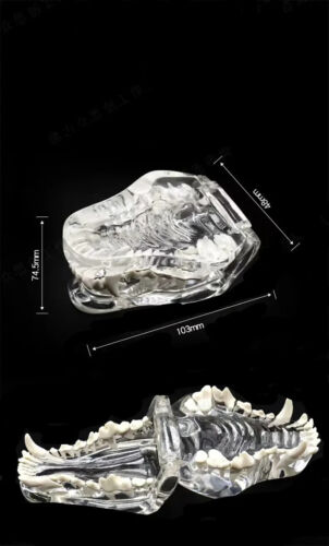 Hundezähne Modell Zahn transparent anatomisch Tierarzt Hund Unterricht PVC - Bild 6 von 9