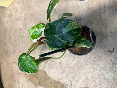 Philodendron White Princess