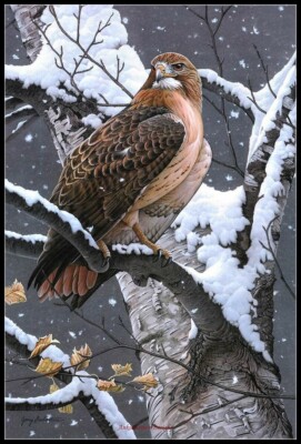 Lady Hawk - Chart Counted Cross Stitch Patterns Needlework DIY DMC Color 14 ct  