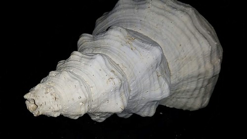 11" Florida fossil / fossilized horse conch shell Triplofusus giganteus yns62 - Picture 4 of 10