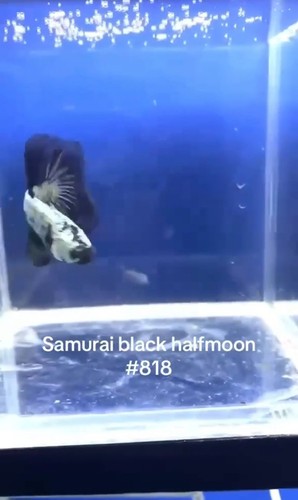 BETTA SAMURAI HALFMOON MALE LIVE FISH HIGH QUALITY#818 - Picture 5 of 6
