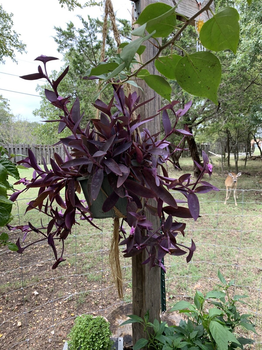 5+ Purple Heart Wandering Jew Cutting Tradescantia Pallida Purpurea Live  Plant | eBay