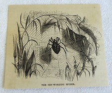 small 1882 magazine engraving ~ NET-WORKING SPIDER