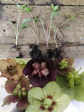 Hellebore Seedlings X4 Bareroot Woodland Winter Spring Flowering Hardy Perennial