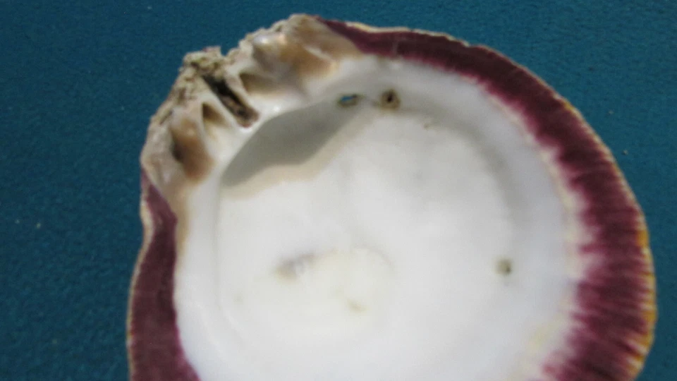 Red Orange Spiny Oyster Shell 4" - Image 3 of 4