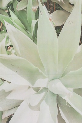 Close Up on White Flower Pedals Brand New 2023 Image Card 4''x6'' 9806.2 MR ALE