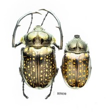 Cheirotonus for collectors | large Euchiridae