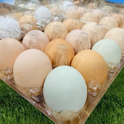 Farm Fresh Fertile Chicken Hatching Eggs   12 Count   Mixed Color   Free Range