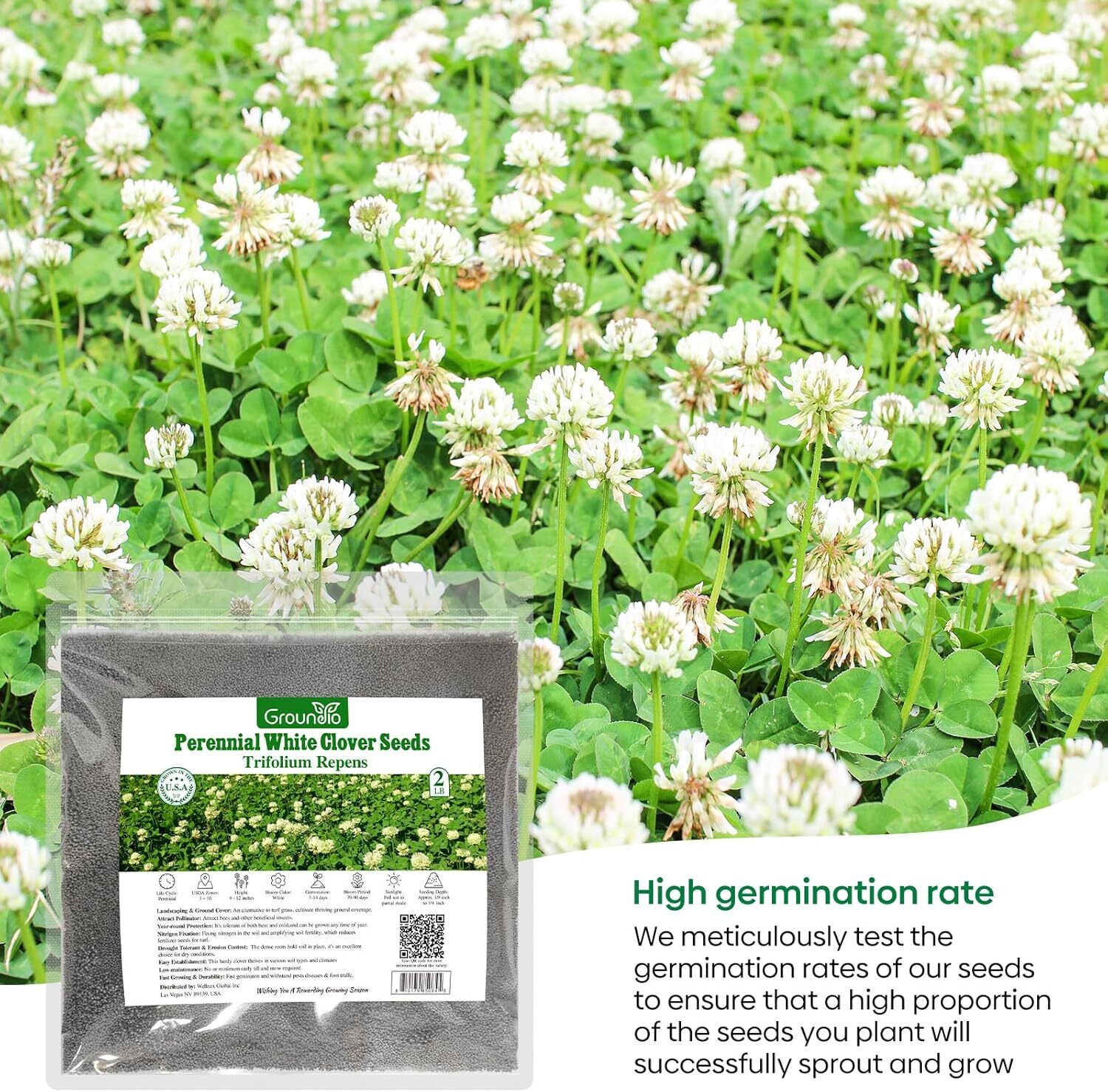 Perennial White Dutch Clover Seeds for Lawn, 2 lbs, Ground Cover Clover,