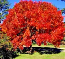 10 Chinese Pistachio Pistache, Pistacia chinensis Tree Seeds Hardy Bonsai Plant