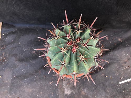 FEROCACTUS HORRIDUS CACTUS PIANTE GRASSE AGAVE SUCCULENTE 7013 - Foto 9 di 11