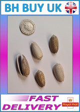 5 x OLIVE AQUARIUM SNAIL SHELLS DECORATION CRAFTS HERMIT CRAB (O04)