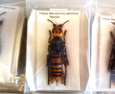 Asian Giant Hornet ( Vespa mandarinia )- "MURDER WASP" in Display Pack, Unspread