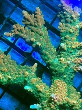 Coral Beauties Aquatics Gambino Staghorn SPS