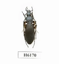 BEETLE, INSECT - H6170. Carabidae: Carabus sp. - VIETNAM
