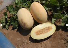40 Heirloom Eindor Melon Seeds - Honey Sweet Creamy White Flesh