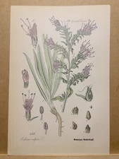 1886 ANTIQUE LITHOGRAPH ILLUSTRATION BOTANY FLOWER FLORA NATURE DECOR PICTURE...